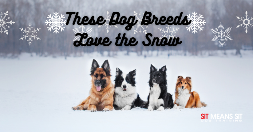 These Dog Breeds Love the Snow
