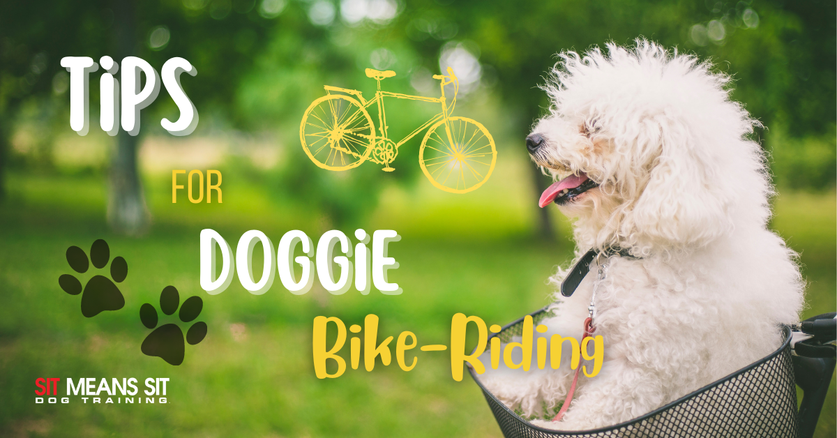 Tips for Taking Fido on a Bike Ride