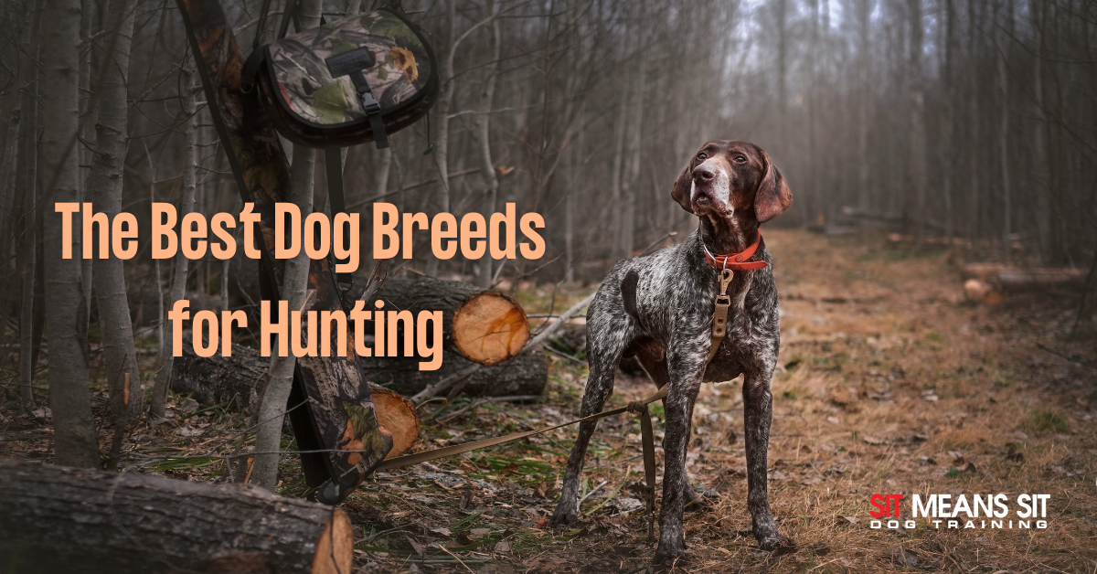 The Best Dog Breeds for Hunting