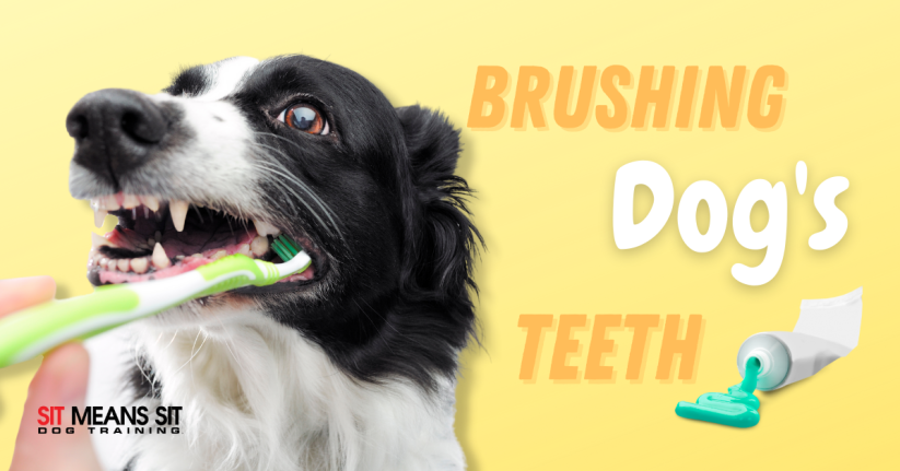 Should I Be Brushing My Dog's Teeth?