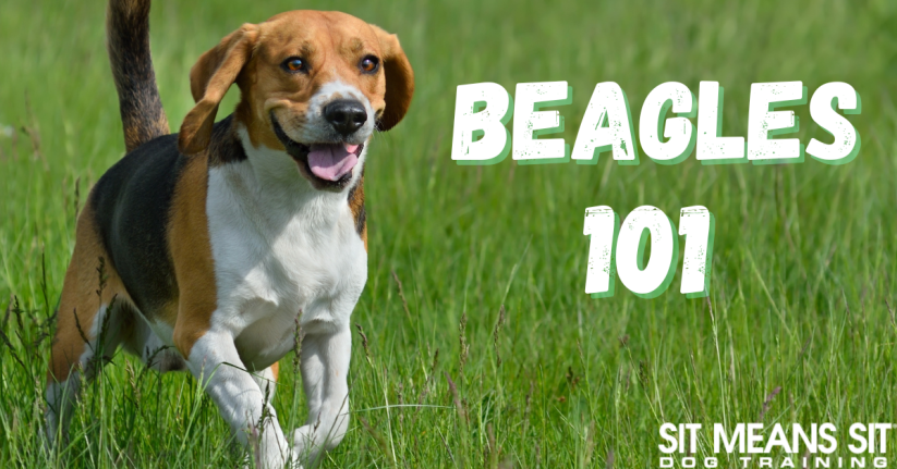 A Full Guide on Beagles
