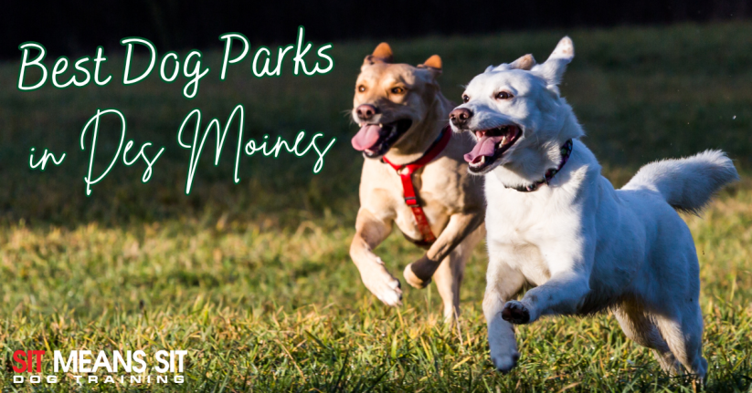 The Best Dog Parks in Des Moines