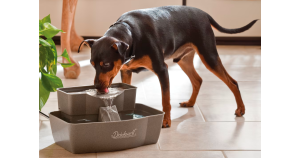 Should I Get My Dog a Water Fountain?