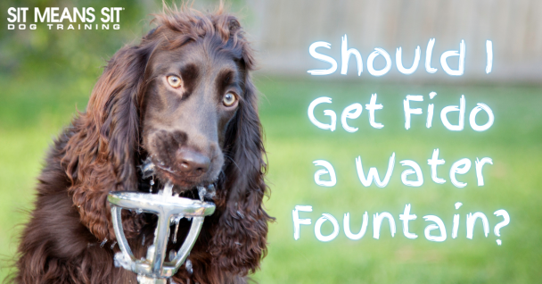 Should I Get My Dog a Water Fountain?