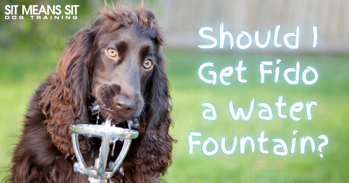 Should I Get My Dog a Water Fountain?