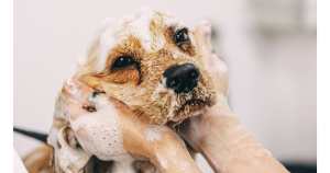 The Best Dog-Friendly Shampoo of 2024