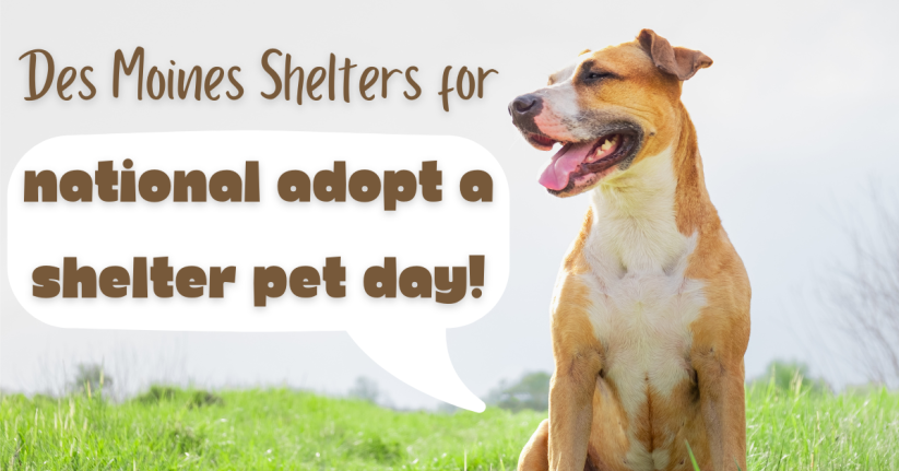 Check Out These Local Shelters Near Des Moines for National Adopt a Shelter Pet Day!