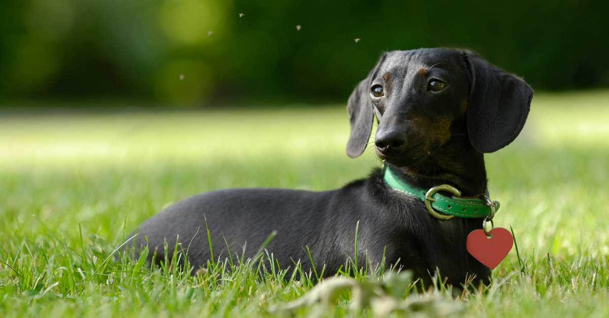 Your Full Guide on Dachshunds