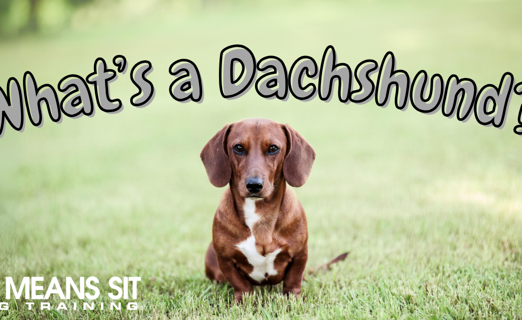 Your Full Guide on Dachshunds