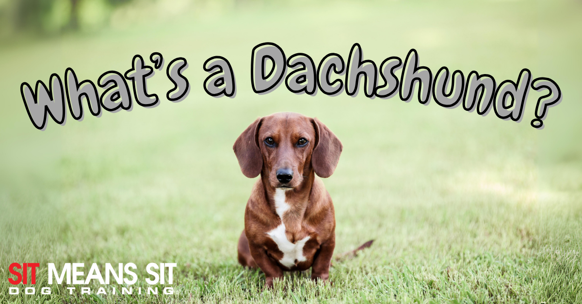 Your Full Guide on Dachshunds
