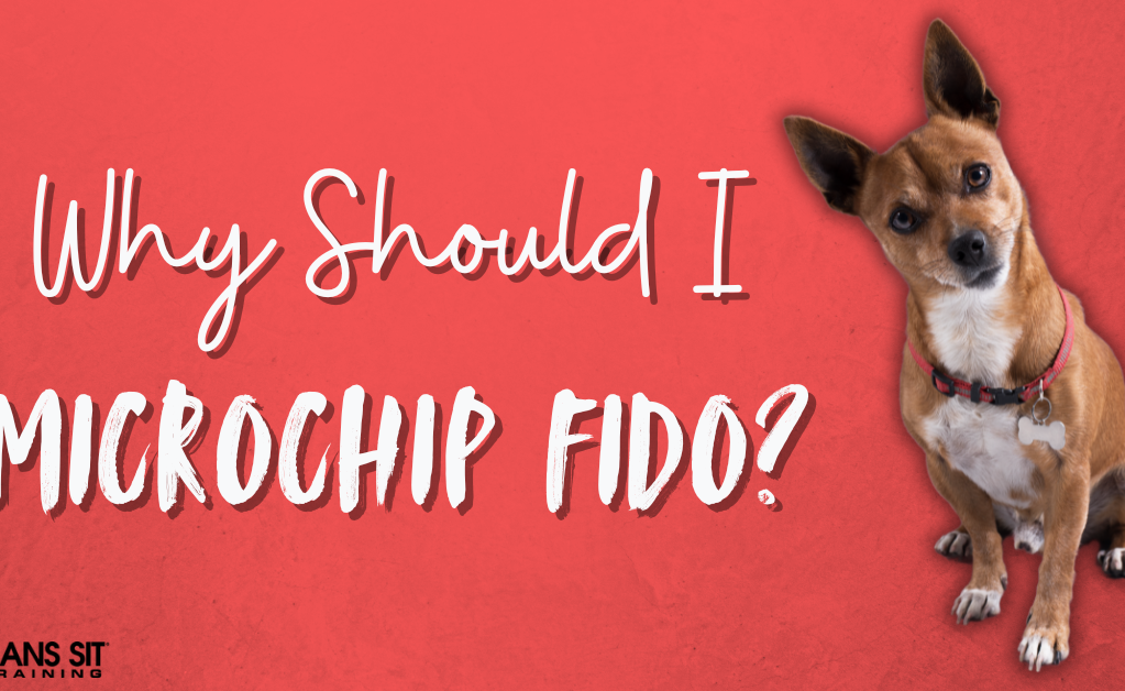Should I Microchip My Dog?