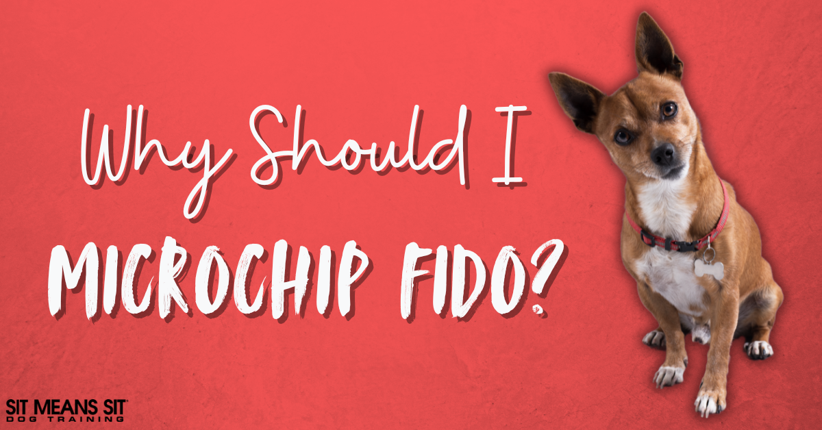 Should I Microchip My Dog?