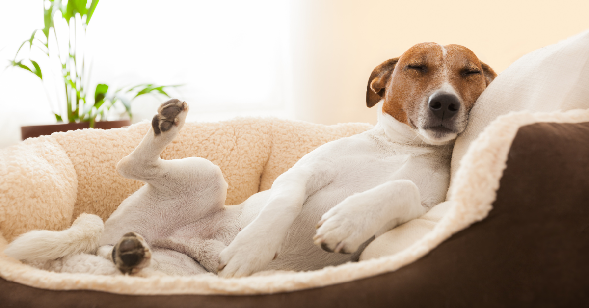 Types of Sleep Disorder in Dogs