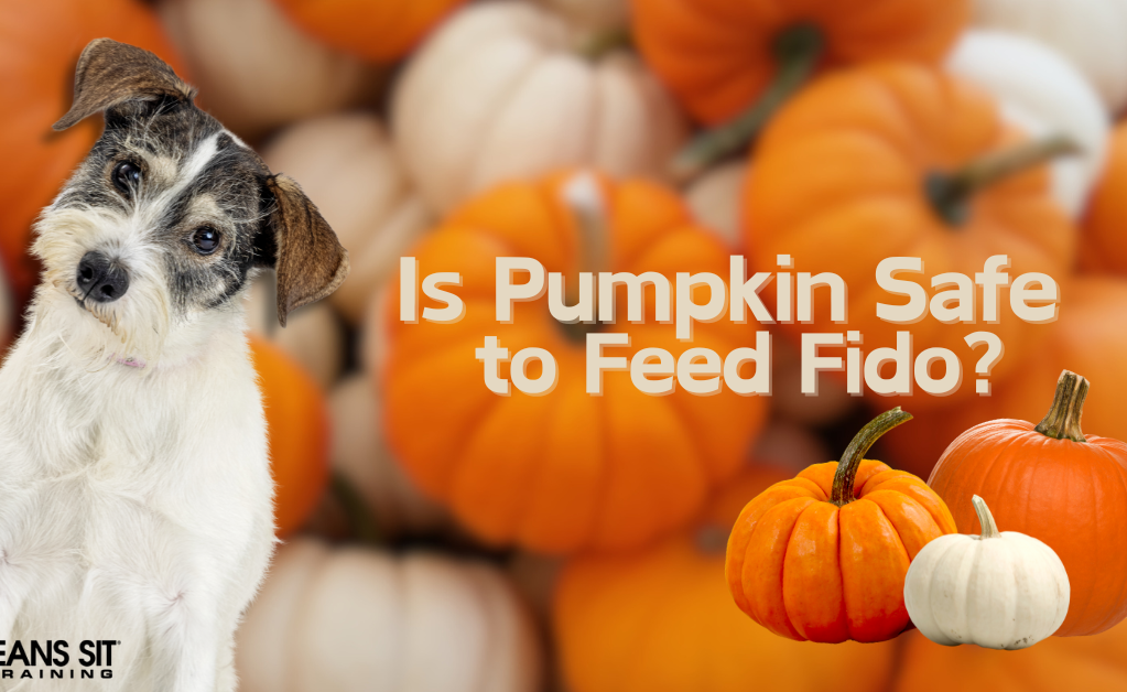 Is Pumpkin a Safe Snack for Your Dog?