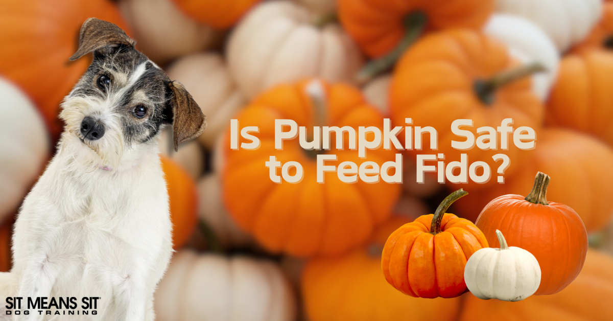 Is Pumpkin a Safe Snack for Your Dog?
