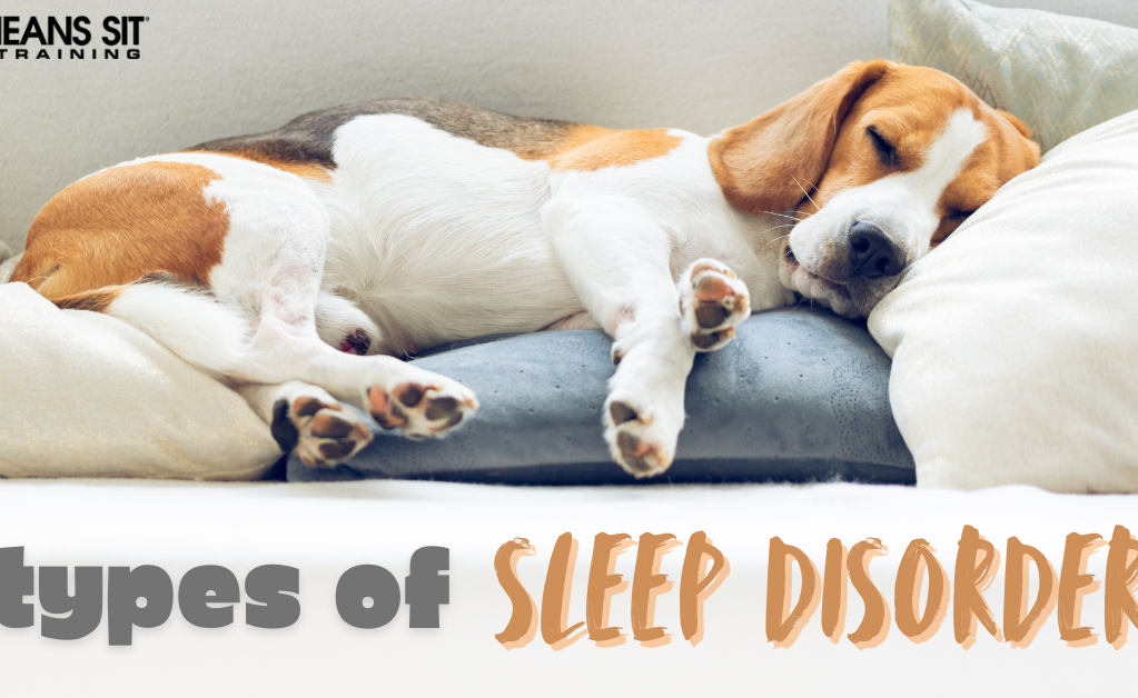 Types of Sleep Disorder in Dogs
