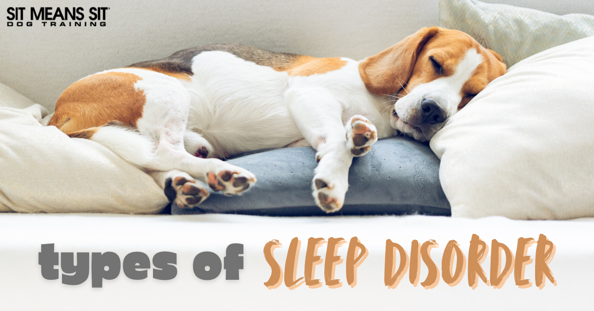 Types of Sleep Disorder in Dogs