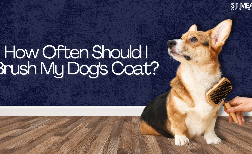How Often Should I Brush My Dog's Coat?