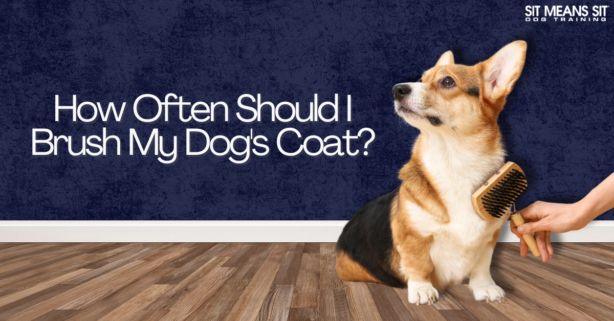 How Often Should I Brush My Dog's Coat?