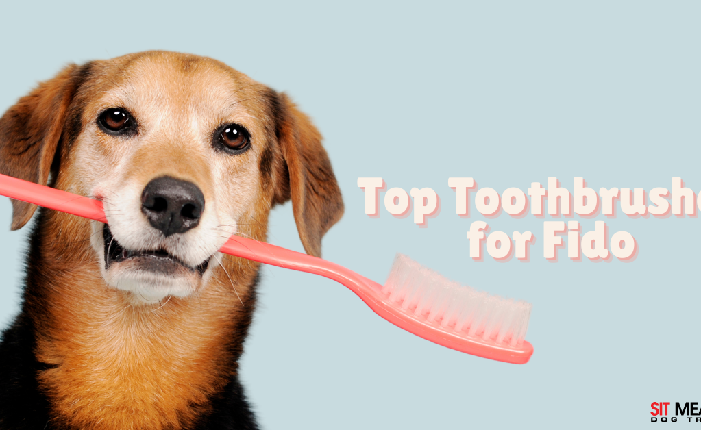 Dog Dental Care: Top Toothbrushes for Fido