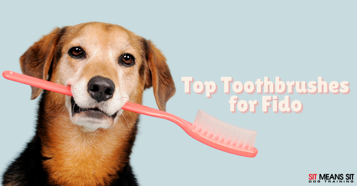Dog Dental Care: Top Toothbrushes for Fido