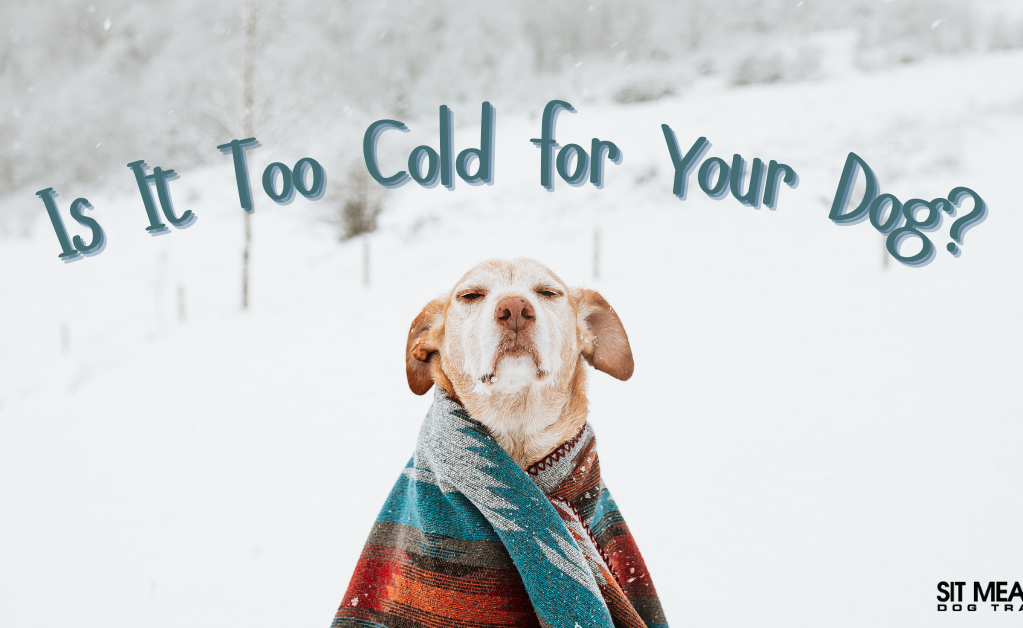 Is It Too Cold for Your Dog?