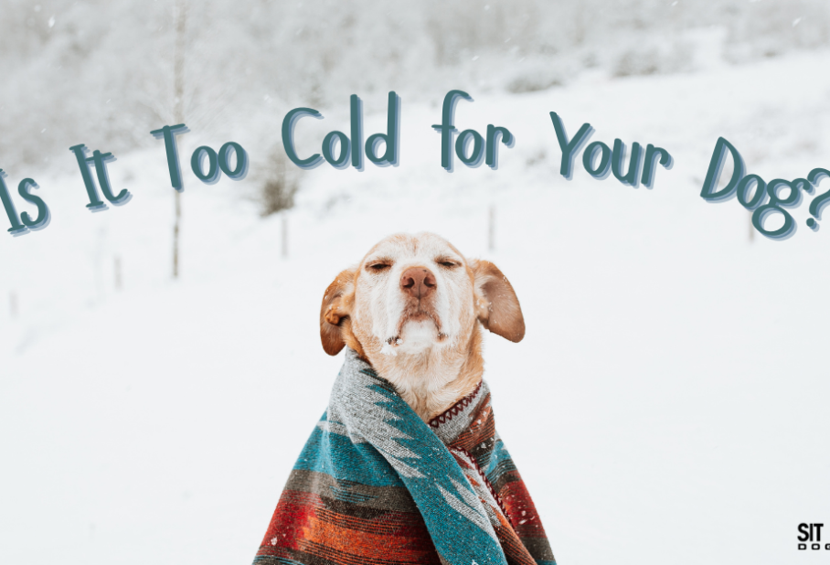 Is It Too Cold for Your Dog?