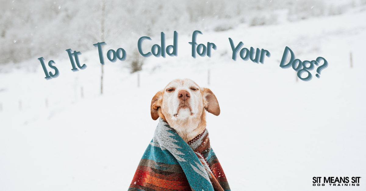 Is It Too Cold for Your Dog?