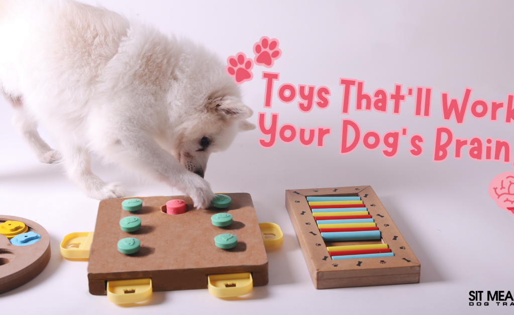 Toys That'll Work Your Dog’s Brain