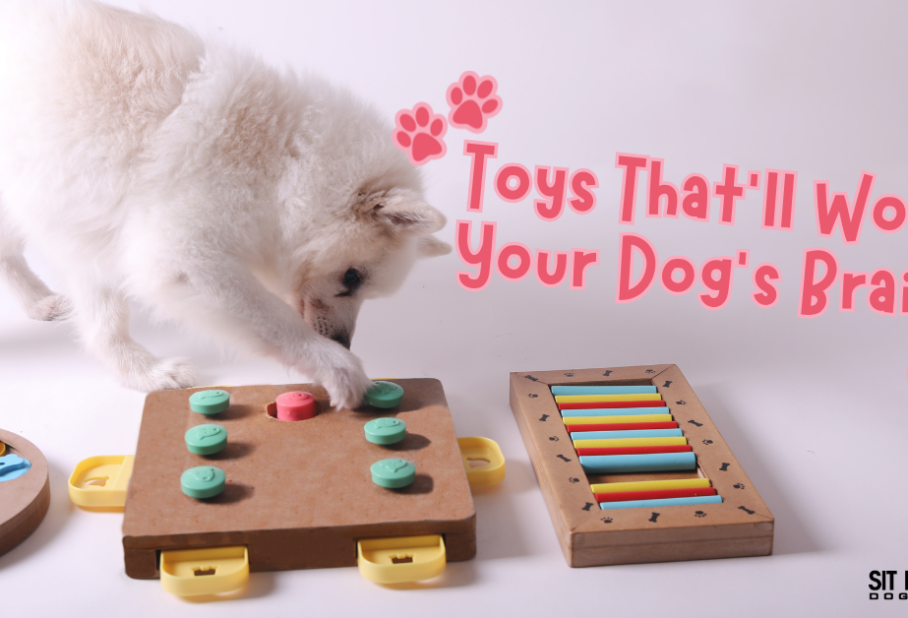 Toys That'll Work Your Dog’s Brain