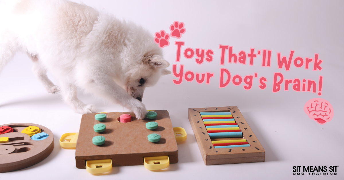 Toys That'll Work Your Dog’s Brain