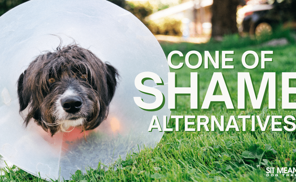 "Cone of Shame" Alternatives for Fido