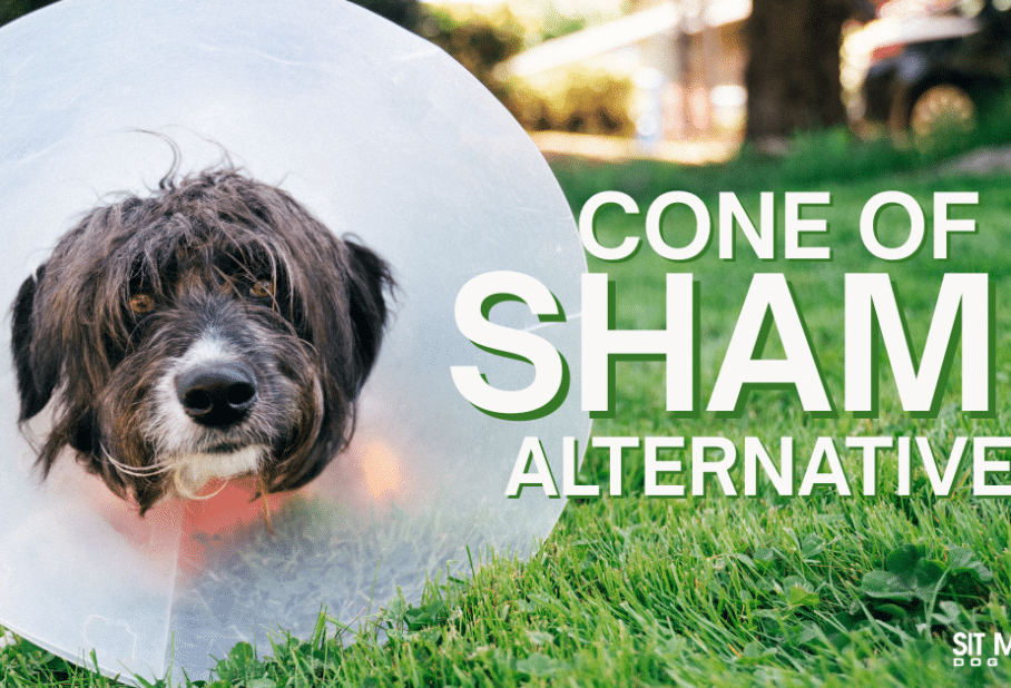 "Cone of Shame" Alternatives for Fido