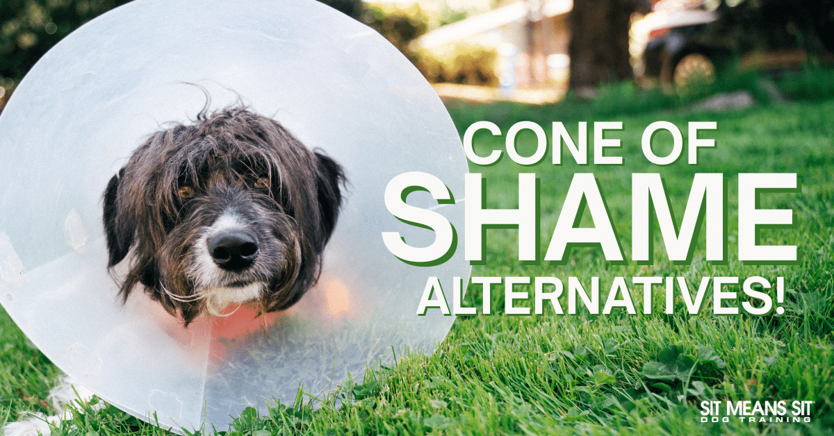 "Cone of Shame" Alternatives for Fido