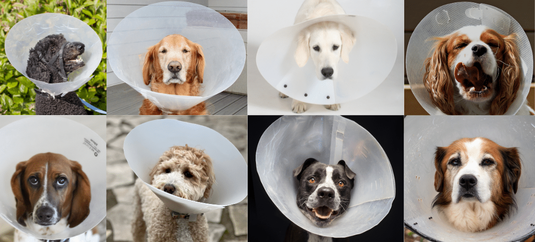 "Cone of Shame" Alternatives for Fido
