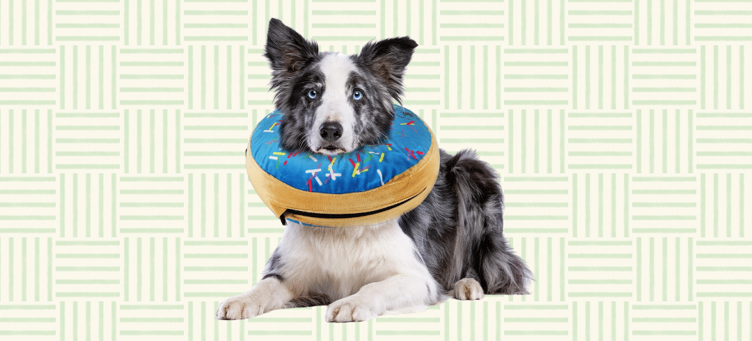 "Cone of Shame" Alternatives for Fido