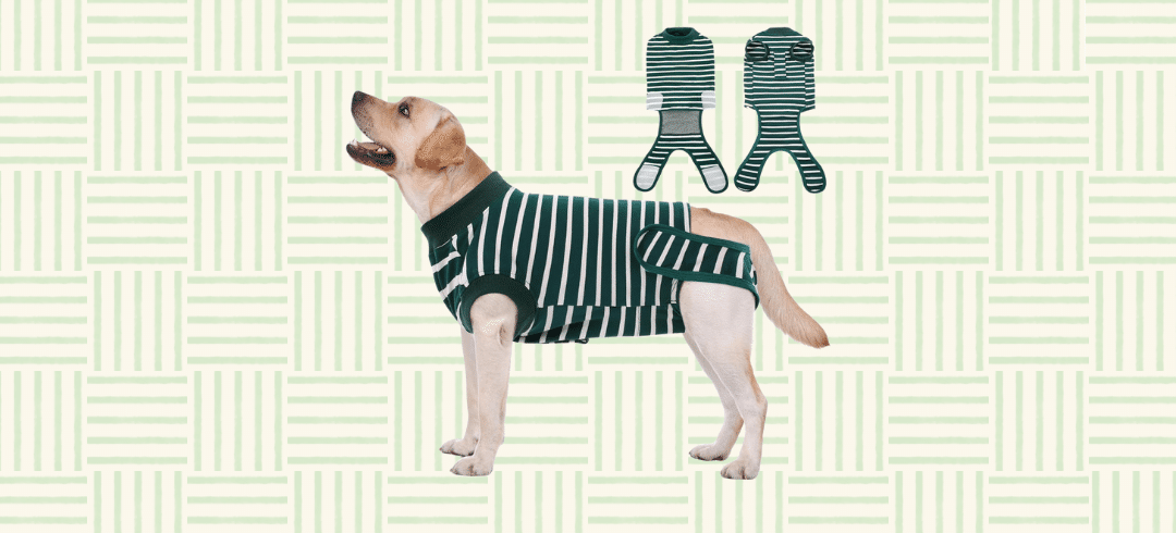 "Cone of Shame" Alternatives for Fido