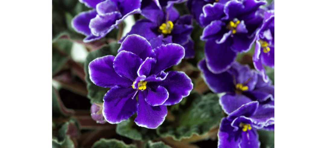 Dog-Friendly Houseplants That Are Low-Maintenance