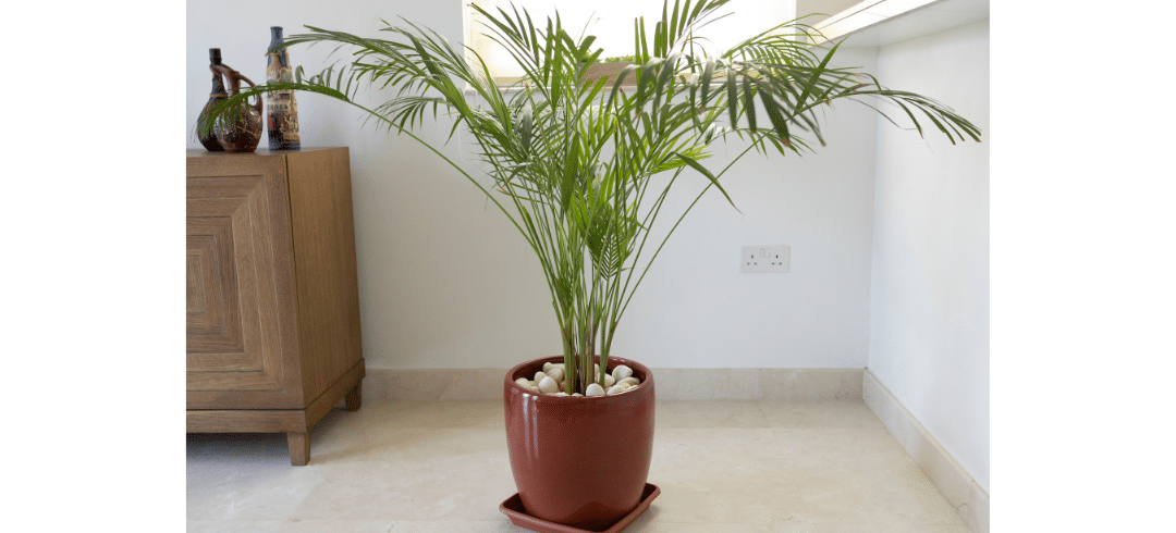 Dog-Friendly Houseplants That Are Low-Maintenance