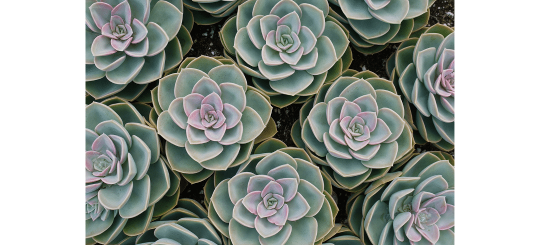 Dog-Friendly Houseplants That Are Low-Maintenance