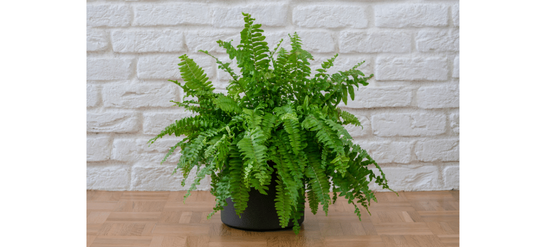 Dog-Friendly Houseplants That Are Low-Maintenance