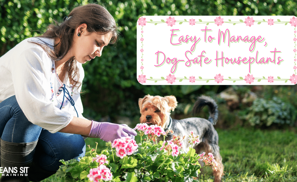 Dog-Friendly Houseplants That Are Low-Maintenance