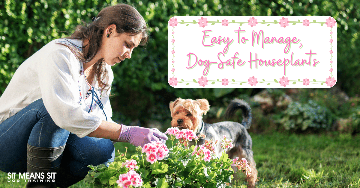 Dog-Friendly Houseplants That Are Low-Maintenance