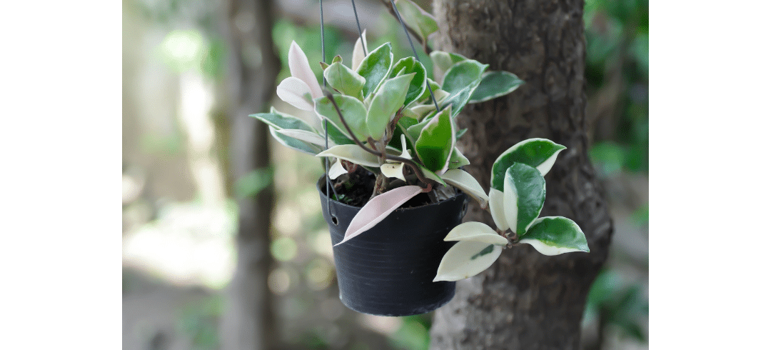 Dog-Friendly Houseplants That Are Low-Maintenance