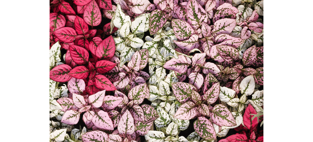 Dog-Friendly Houseplants That Are Low-Maintenance