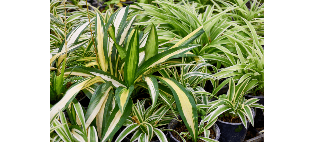 Dog-Friendly Houseplants That Are Low-Maintenance