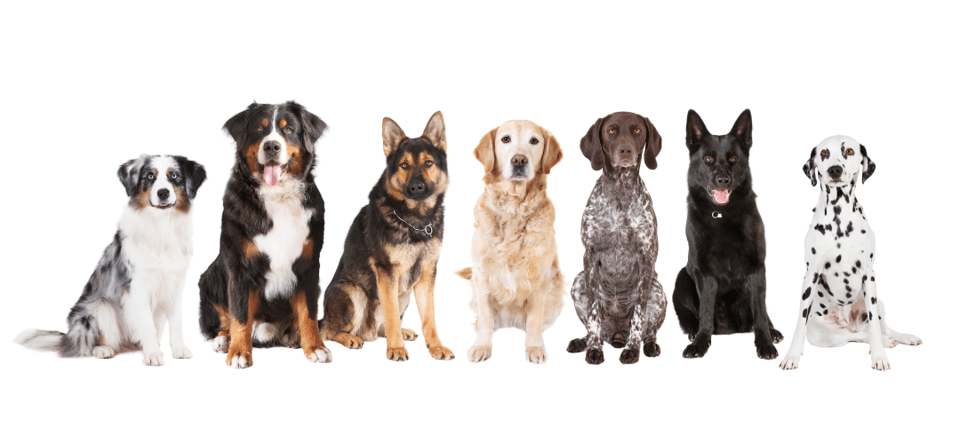 The Health Benefits of Being a Dog Owner