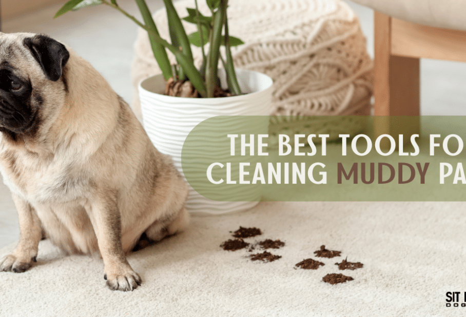 The Best Tools for Cleaning Muddy Paws