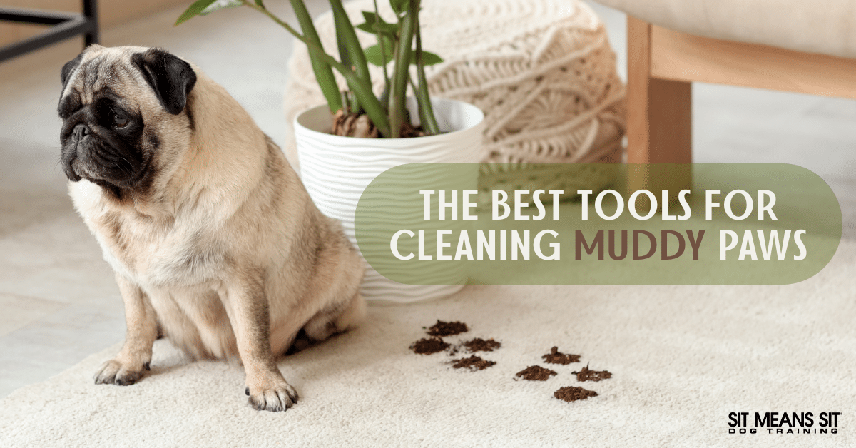 The Best Tools for Cleaning Muddy Paws