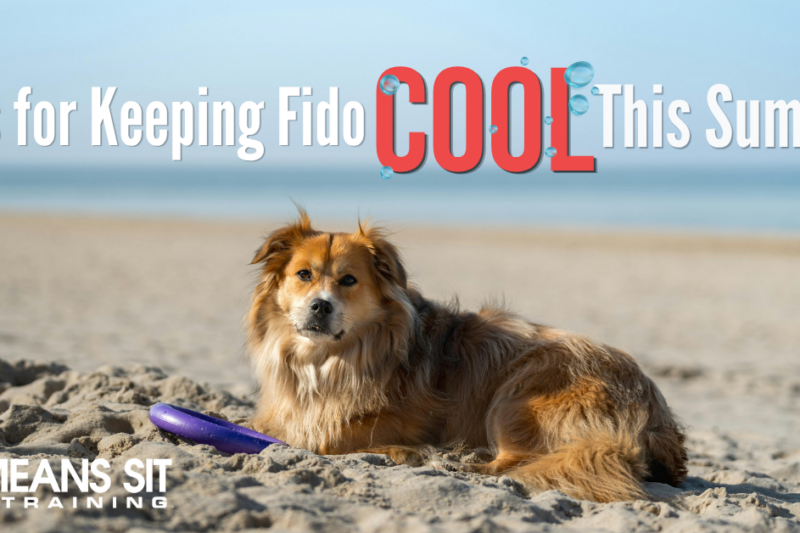 Tips for Keeping Fido Cool This Summer